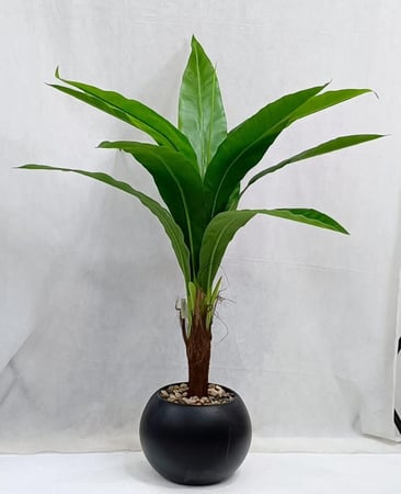 شجرة ذرة مع مركن اصيص الارتفاع 135 سم العرض 60 سم