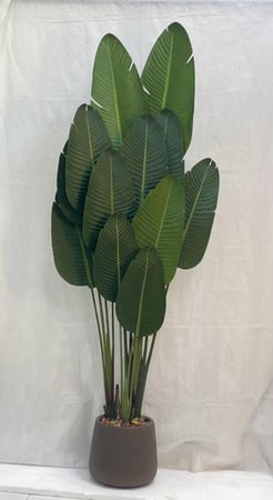 شجرة موز  مع حوض بلاستيك ارتفاع 210  سم  العرض 65 سم