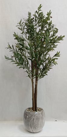 شجرة زيتون مع مركن سيراميك الارتفاع 155سم العرض50 سم