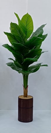 شجرة موز مع مركن الارتفاع 160 سم