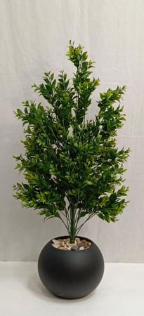 شجرة شتلة مع مركن اصيص ارتفاع 85 سم  العرض 30 سم