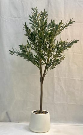 شجرة زيتون مع حوض بلاستيك ارتفاع 150 سم العرض 60 سم