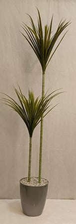 شجرة صبار  مع قاعدة بلاستيك ارتفاع 165 سم العرض 60 سم