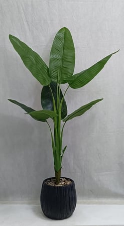 شجرة موز مع مركن اصيص ارتفاع 155 سم العرض 70 سم