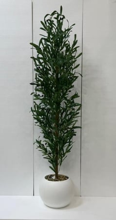 شجرة زيتون مع مركن اصيص ارتفاع 170 سم العرض 50 سم