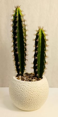 شجرة صبار شوك مع مركن اصيص ارتفاع 60 سم العرض 20  سم