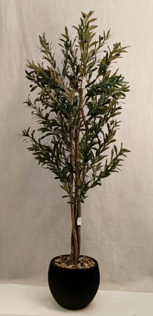 شجرة زيتون مع مركن اصيص ارتفاع 185 سم العرض 60  سم