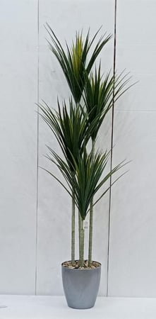 شجرة صبار  مع قاعدة بلاستيك رتفاع170 سم عرض الشجره 40سم