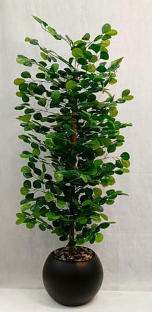 شجرة الكافور مع مركن اصيص ارتفاع 160 سم العرض 45 سم