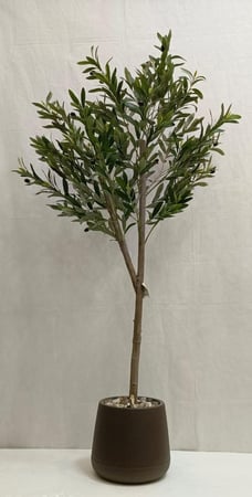 شجرة زيتون مع حوض بلاستيك ارتفاع 150 سم العرض 60 سم