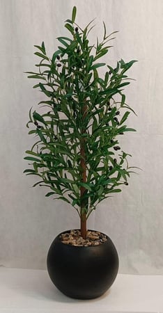 شجرة زيتون مع مركن اصيص الارتفاع 120 سم العرض 50 سم