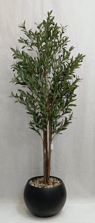 شجرة زيتون مع مركن اصيص الارتفاع 185 سم العرض 50  سم