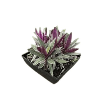 نبتة صبار روهو مميزة تضفي حيوية على ديكور الغرفة