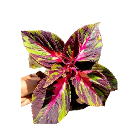 اقتني نبتة السجاد الخلابة لتجديد ديكور بيتك