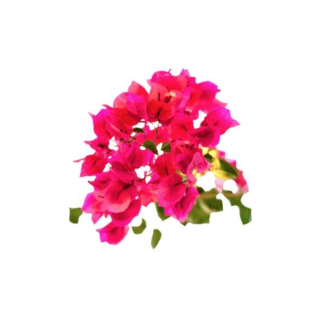 نبتة جهنميه متسلقه بالوان زاهيه وجميله جدا