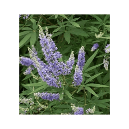 افضل نبتة كف مريم مختارة بعناية فائقة من اجلك