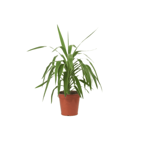 نبتة يوكا هيد طبيعية تجميلية للمنزل والعمل