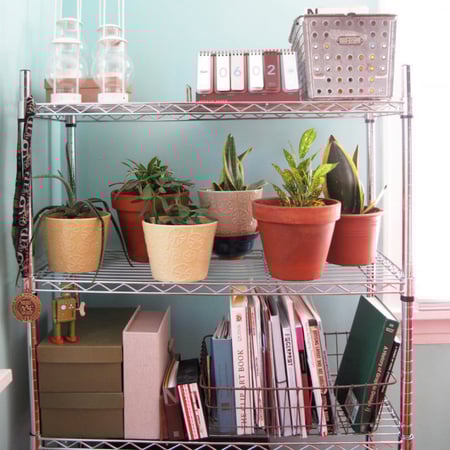 رفوف كروم فيها نباتات