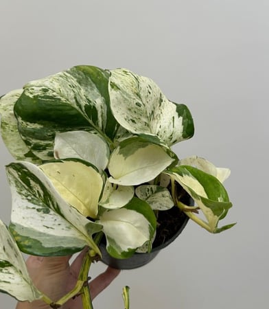 بوتس مانجولا | Pothos Manjula