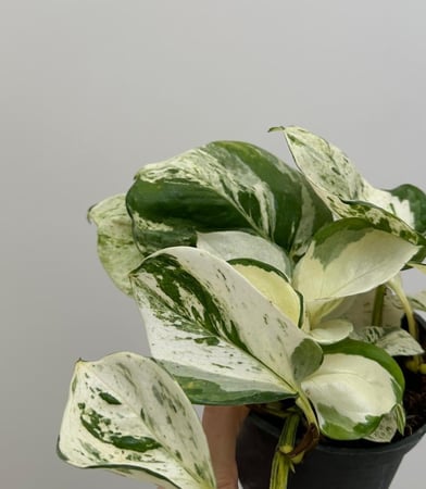 بوتس مانجولا | Pothos Manjula