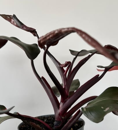 فيلدندرون الاميرة الوردية | Philodendron Pink Princess
