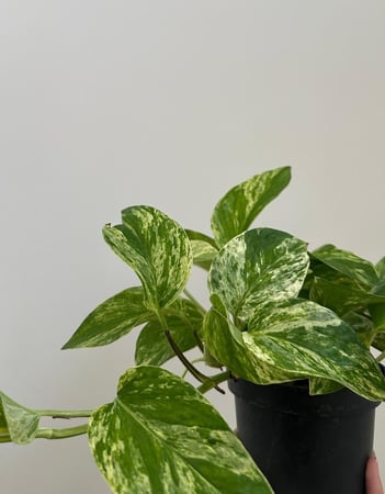 بوتس ماربل كوين | Pothos Marble Queen