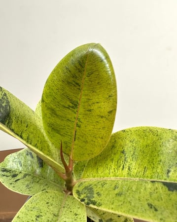 فيكس شيفريانا | Ficus Shivereana