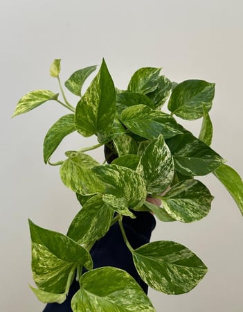 بوتس ماربل كوين | Pothos Marble Queen
