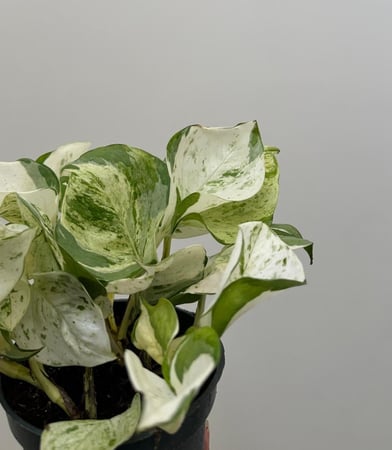 بوتس مانجولا | Pothos Manjula