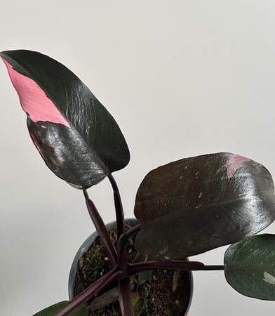 فيلدندرون الاميرة الوردية | Philodendron Pink Princess