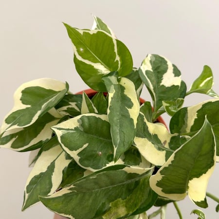 بوتس أنجوي | Pothos N’Joy