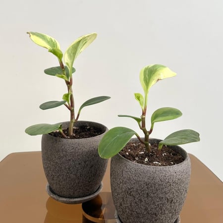 ببروميا أوبتوسيفوليا | Peperomia obtusifolia