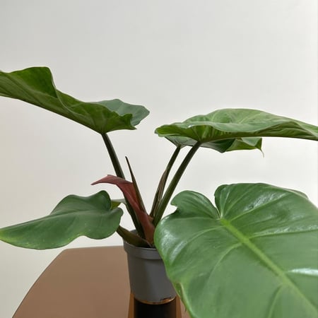 فيلدندرون جنغل فيفر | Philodendron Jungle Fever