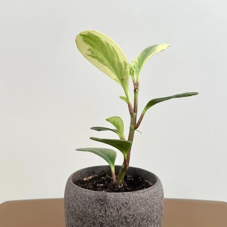 ببروميا أوبتوسيفوليا | Peperomia obtusifolia