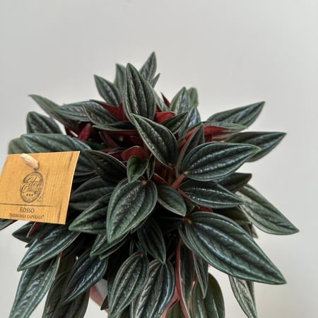 ببروميا روسو | Peperomia Rosso