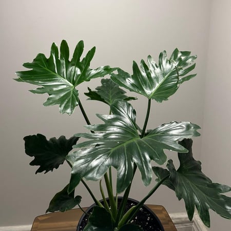 فيلدندرون شانغريلا | Philodendron Shangri-La