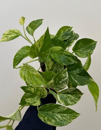 بوتس ماربل كوين | Pothos Marble Queen