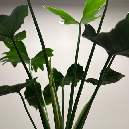 فيلدندرون شانغريلا | Philodendron Shangri-La