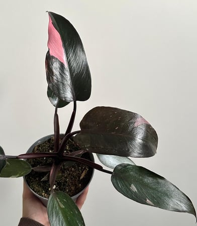 فيلدندرون الاميرة الوردية | Philodendron Pink Princess