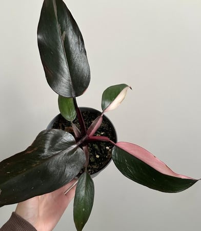فيلدندرون الاميرة الوردية | Philodendron Pink Princess