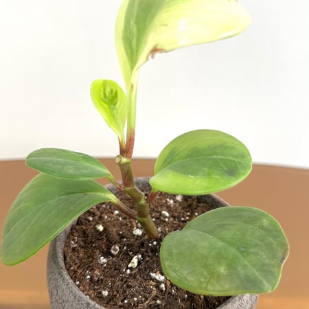 ببروميا أوبتوسيفوليا | Peperomia obtusifolia