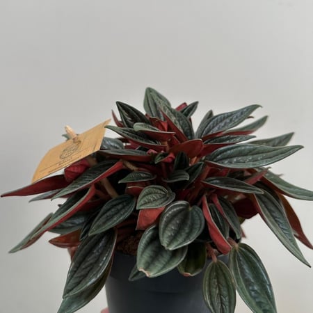 ببروميا روسو | Peperomia Rosso