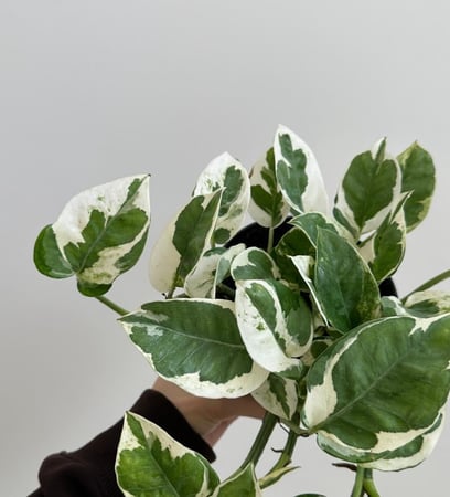 بوتس أنجوي | Pothos N’Joy