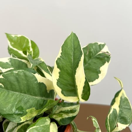 بوتس أنجوي | Pothos N’Joy