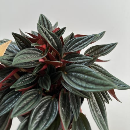 ببروميا روسو | Peperomia Rosso