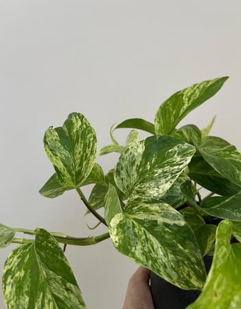 بوتس ماربل كوين | Pothos Marble Queen