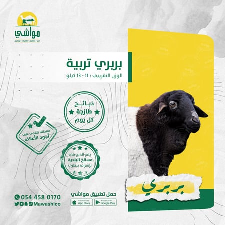 بربري تربية