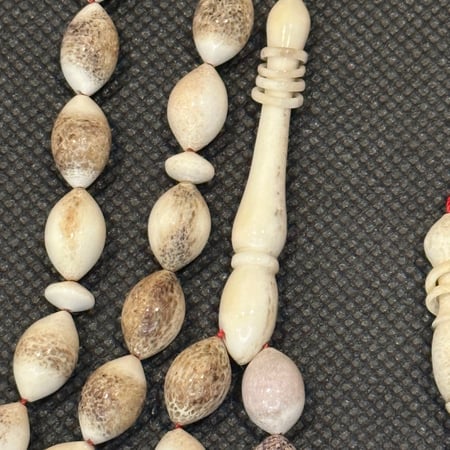 قرن الايل الاوربي قصة زيتونيه حجم ناعم