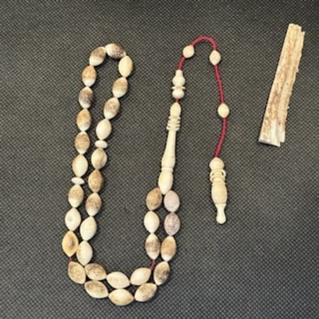 قرن الايل الاوربي قصة زيتونيه حجم ناعم