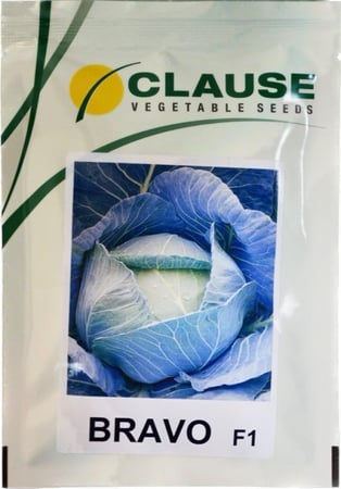 ملفوف برافو F1 باكت 10,000 بذرة